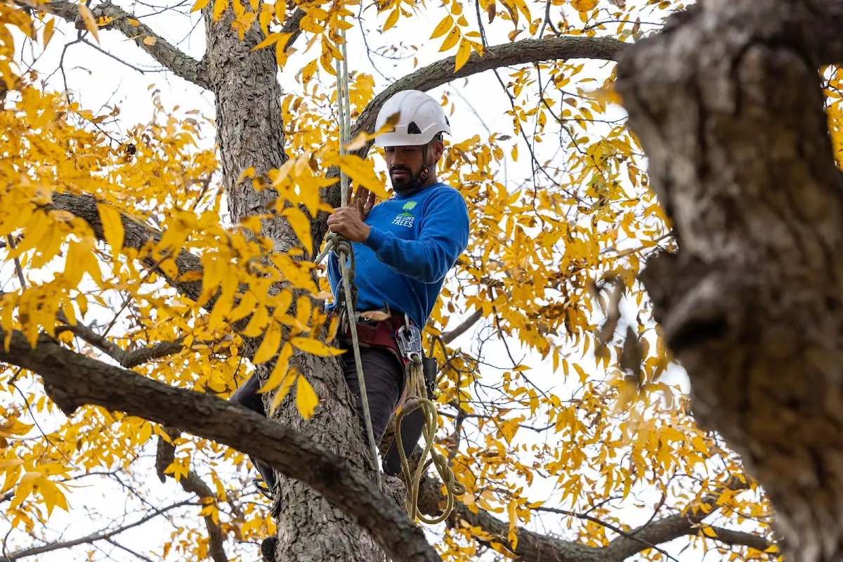 Skilled Tree Planting crew working in Regina